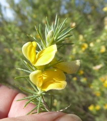 Aspalathus hirta hirta