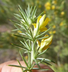 Aspalathus hirta hirta