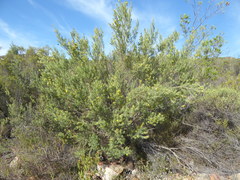 Aspalathus hirta hirta