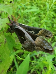 Callosamia angulifera