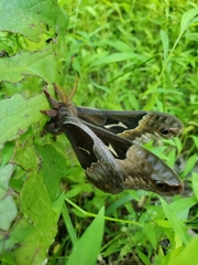 Callosamia angulifera