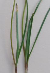 Allium textile
