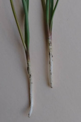 Allium textile
