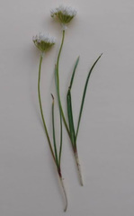 Allium textile
