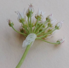 Allium textile