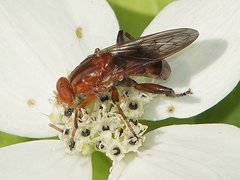 Hammerschmidtia rufa