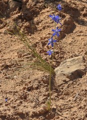 Delphinium scaposum