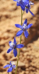 Delphinium scaposum
