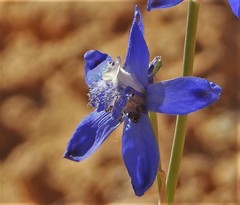 Delphinium scaposum
