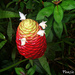 紅球薑 - Photo (c) Tamsin Carlisle，保留部份權利CC BY-NC-SA