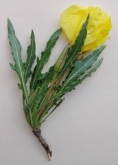 Oenothera flava