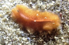 Eurylepta aurantiaca