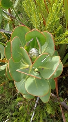 Protea speciosa