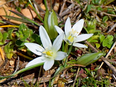 Ornithogalum sigmoideum