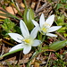 Ornithogalum sigmoideum - Photo (c) Kostas Zontanos, some rights reserved (CC BY-NC), uploaded by Kostas Zontanos
