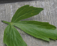 Puccinia bornmuelleri