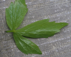 Puccinia bornmuelleri