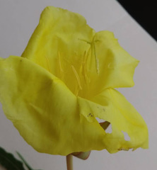 Oenothera flava