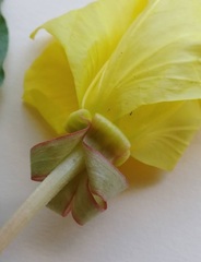 Oenothera flava
