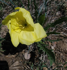 Oenothera flava