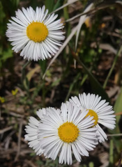 Erigeron
