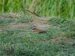 Charadrius vociferus