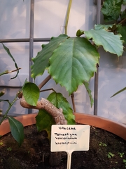 Tetrastigma voinierianum