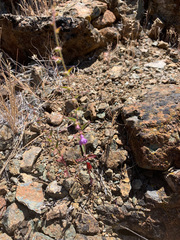 Sairocarpus vexillocalyculatus vexillocalyculatus