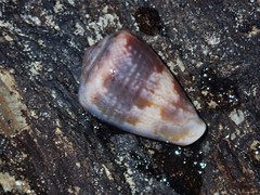 Conus papilliferus