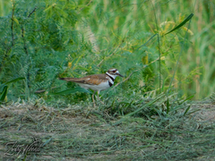 Charadrius vociferus