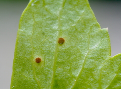 Puccinia bornmuelleri