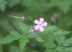 Geranium robertianum