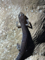 Plethodon dixi