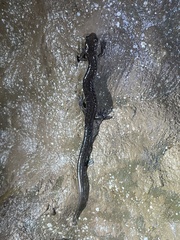 Plethodon dixi