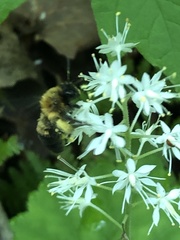 Andrena milwaukeensis