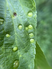 Pachypsylla celtidisumbilicus
