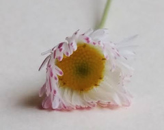 Erigeron