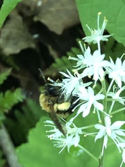 Andrena milwaukeensis