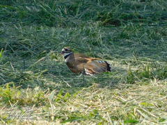Charadrius vociferus