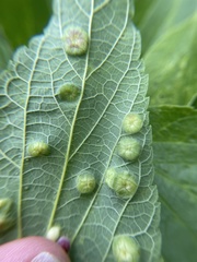 Pachypsylla celtidisumbilicus