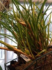 Maxillaria tenuifolia