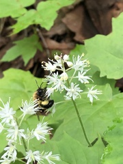 Andrena milwaukeensis
