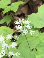 Andrena milwaukeensis