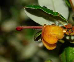 Grevillea chrysophaea