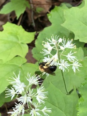 Andrena milwaukeensis