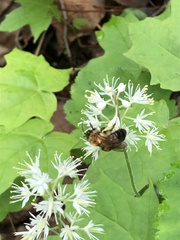 Andrena milwaukeensis