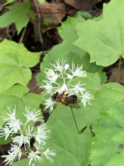 Andrena milwaukeensis