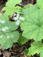 Andrena milwaukeensis