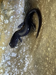 Plethodon dixi
