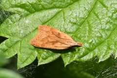 Dichomeris derasella